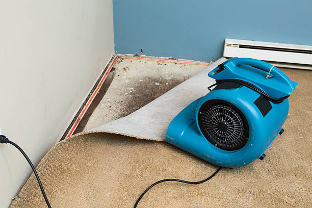 Best Carpet water damage restoration  in Dasher, GA